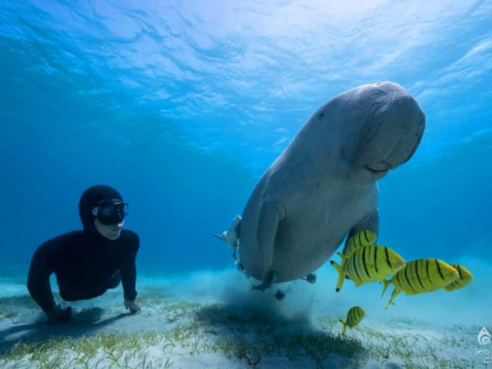Freediver interacting with a dugong underwater