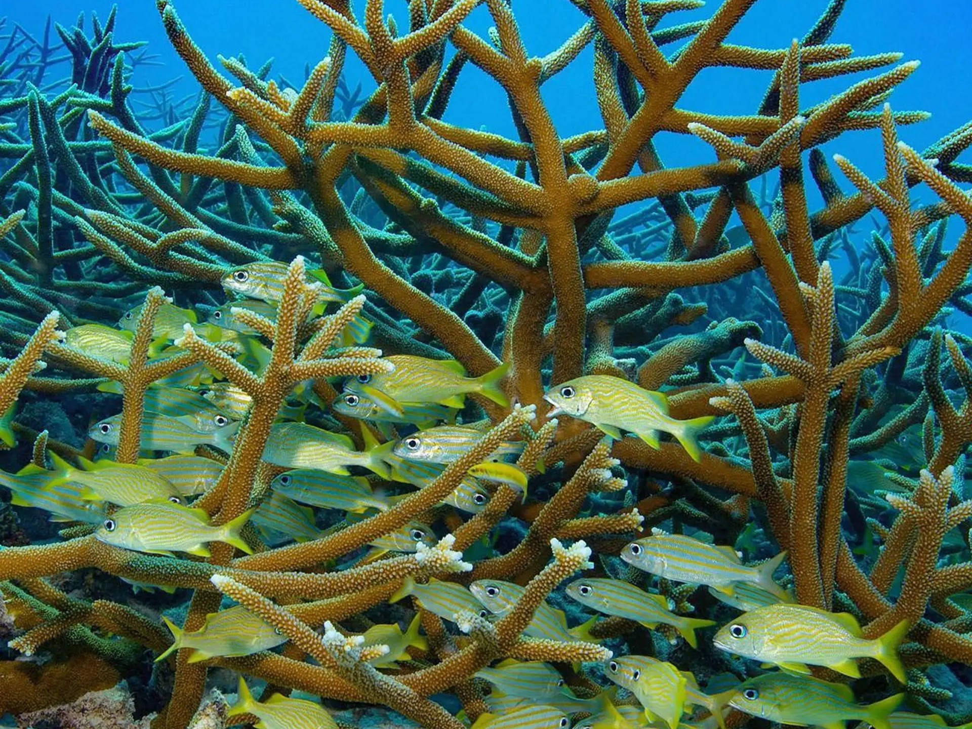 Coral garden beneath the Red Sea