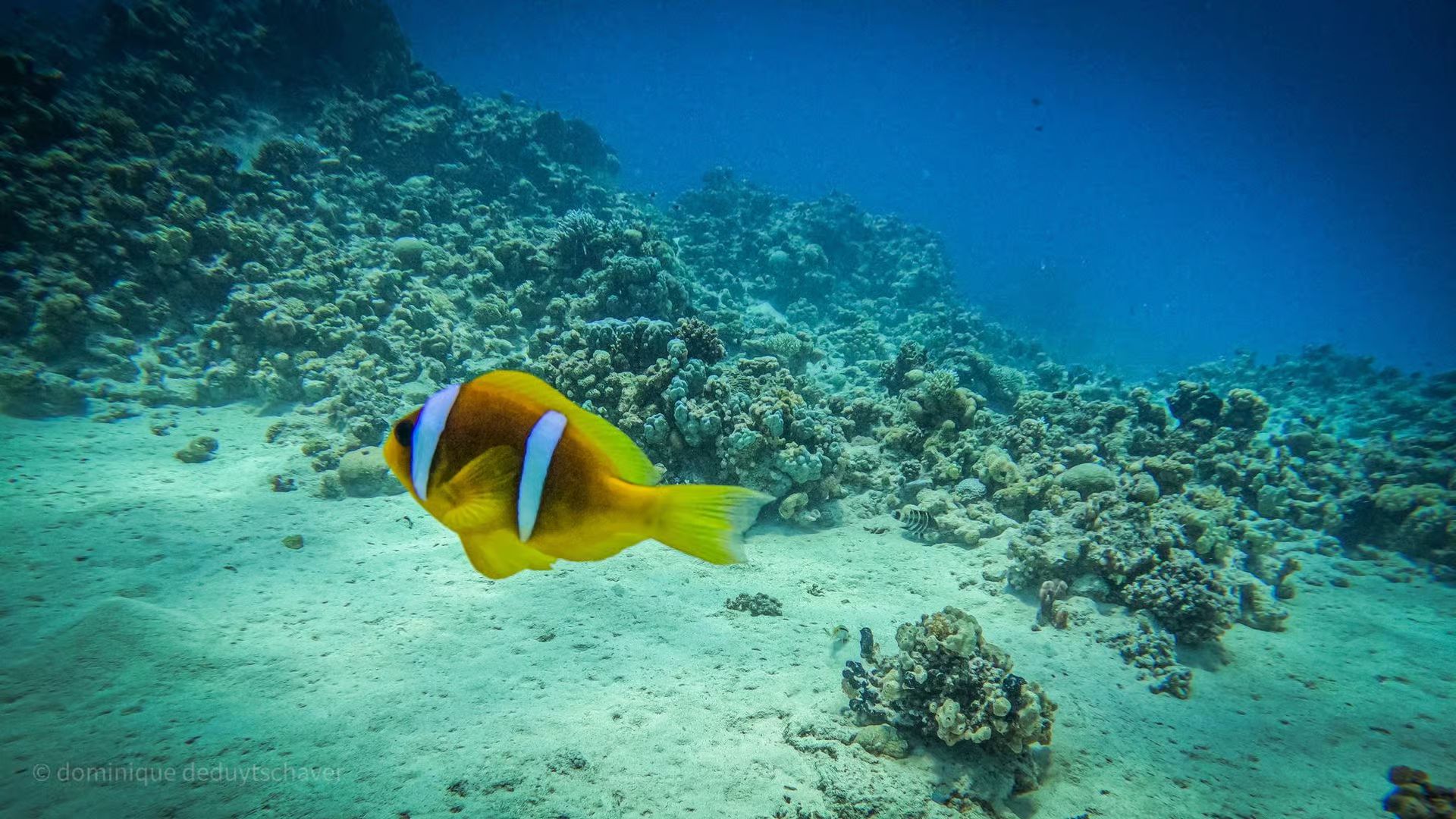 Sea Trip Ras Mohamed gallery photo